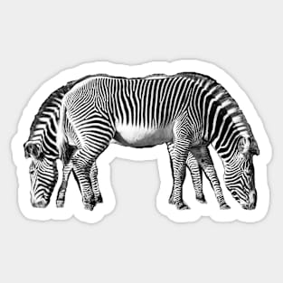 Zebra End to End - Double Stripes Sticker